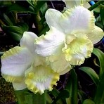 Dendrobium White Doraemon